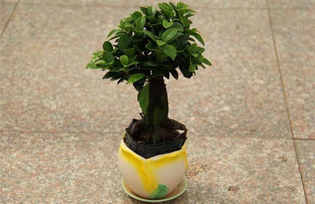 榕树盆景好养吗怎么养,榕树盆景经典造型