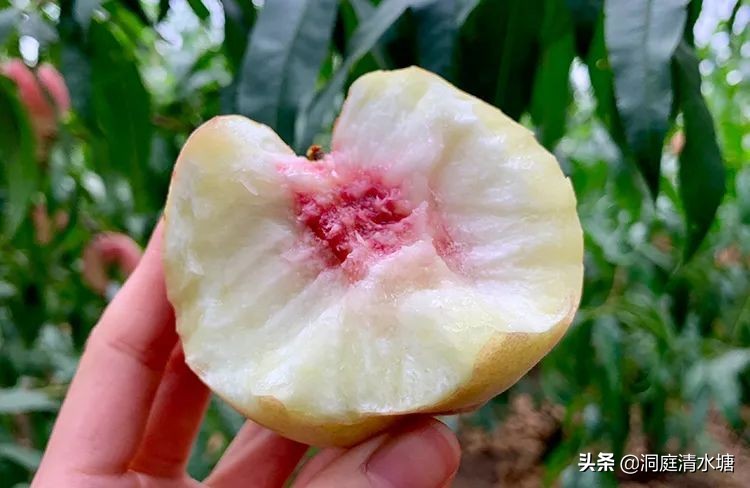 最晚熟最甜的桃子品种是哪些,最好吃的桃子是哪种