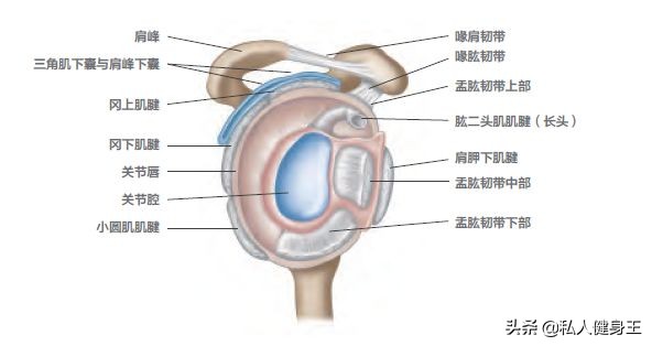 肩膀疼不治疗会有什么结果,肩膀关节很不舒服但又不痛