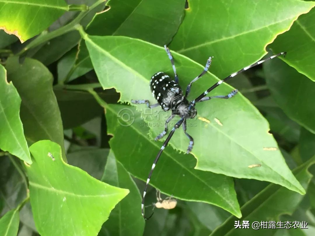 柑橘种植技术及病虫防治,种柑主要病虫害