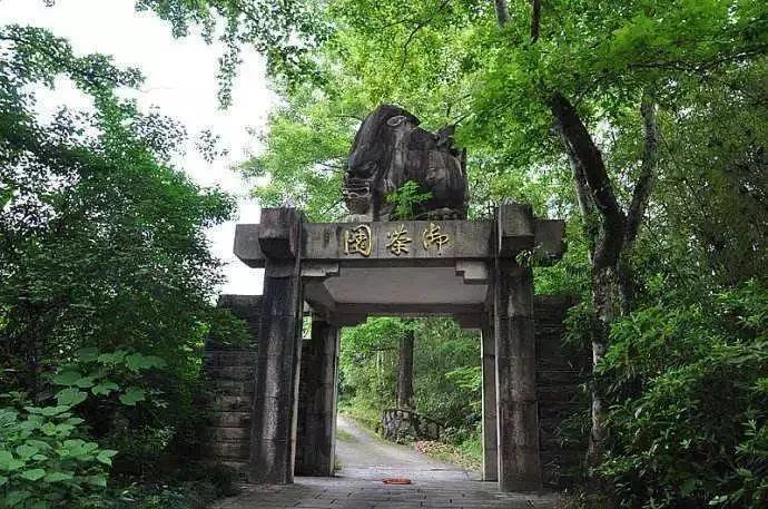 武夷岩茶为什么要盖碗,岩茶为什么隔年喝