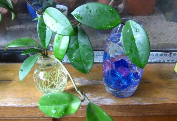 养花水臭怎么办,养花臭水烂根