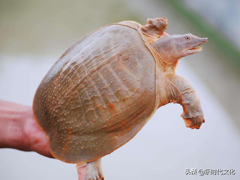 温室甲鱼的养殖方法与技术,为什么养甲鱼不养乌龟