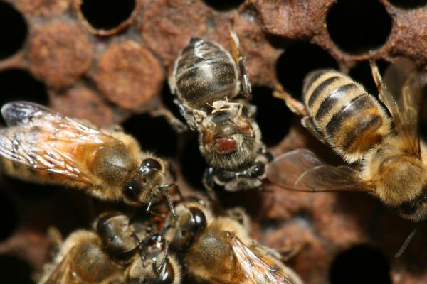 中蜂和意蜂怎么区别,中蜂与意蜂哪个好养一点