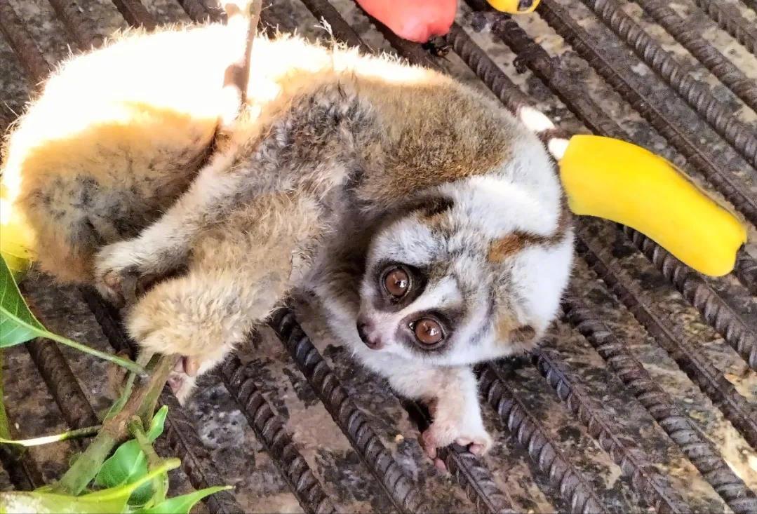 云南有野生蜂猴,云南德宏一级保护动物蜂猴