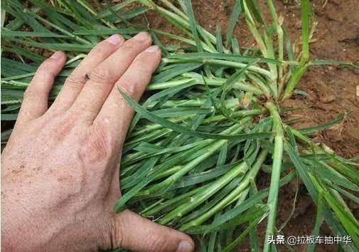 抗性杂草~牛筋草(附防除办法)