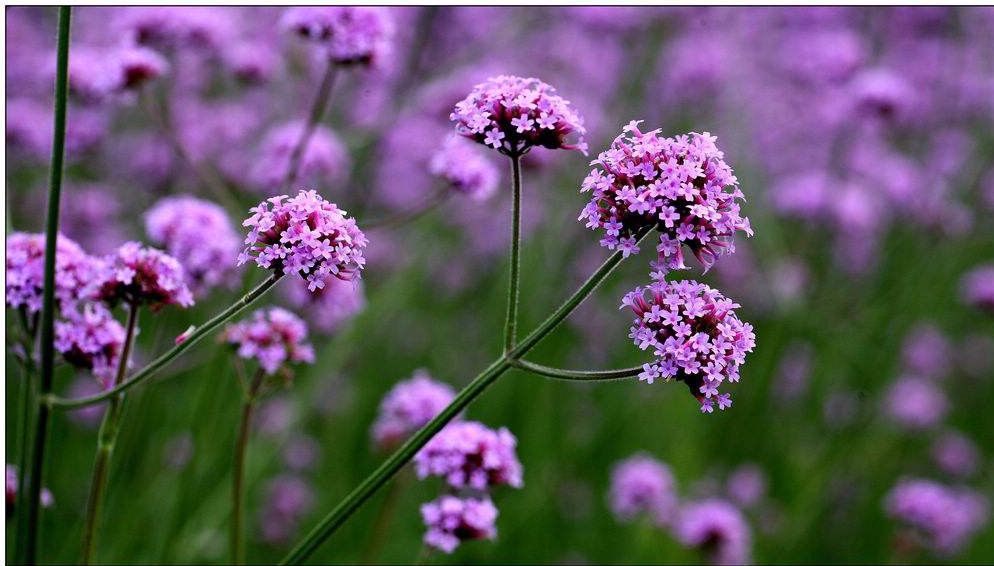 柳叶马鞭草春季养护,柳叶马鞭草阳台