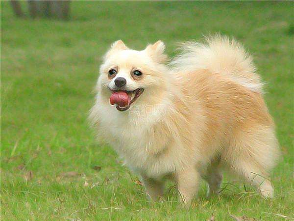 长毛长耳朵宠物狗是什么品种,有点像金毛的小型宠物狗品种