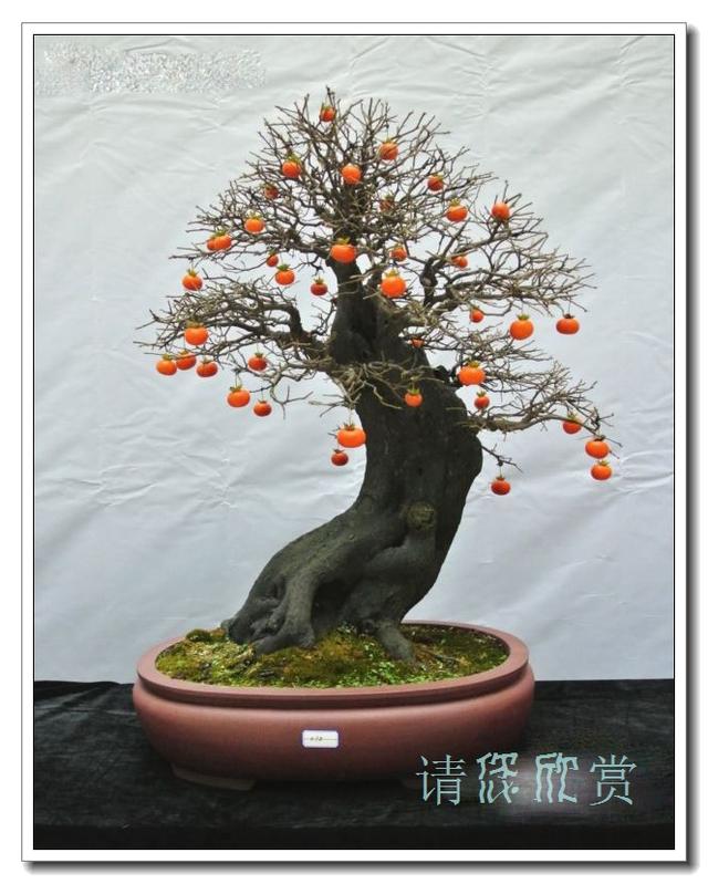 景观树预防虫害,树虫害怎么补救