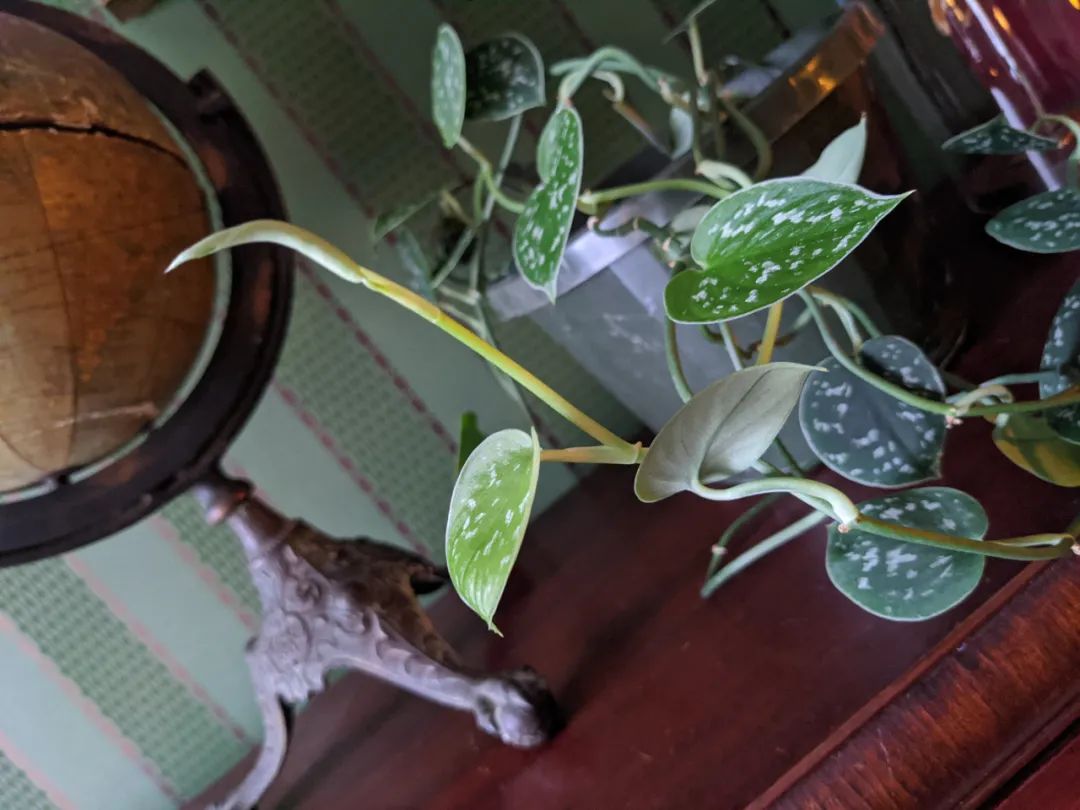 叶片翠绿的10种盆栽,叶子有斑点的观叶植物