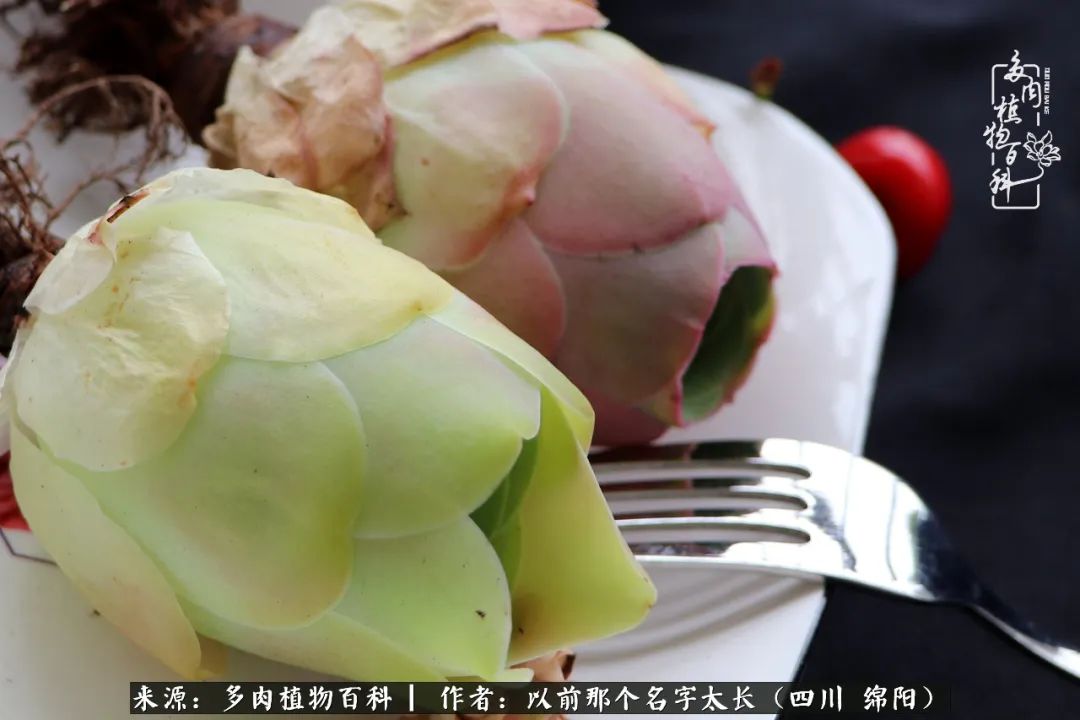 山地玫瑰夏天,夏季的山地玫瑰