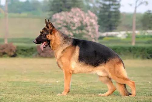 有什么品种狗狗既长不大又不掉毛,建议新手养的10种便宜狗狗不掉毛