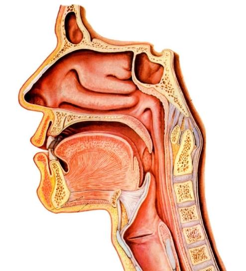 什么是霉菌性食道炎?得了霉菌性食道炎主要有哪些症状?