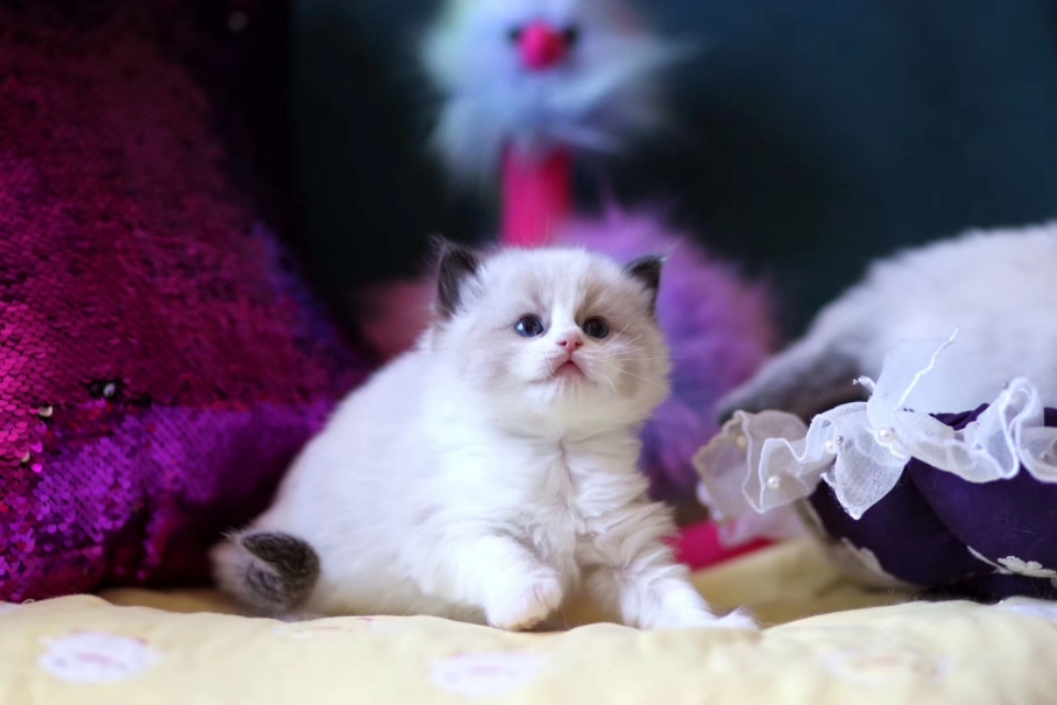 宠物猫行业前景如何,为什么宠物行业利润大