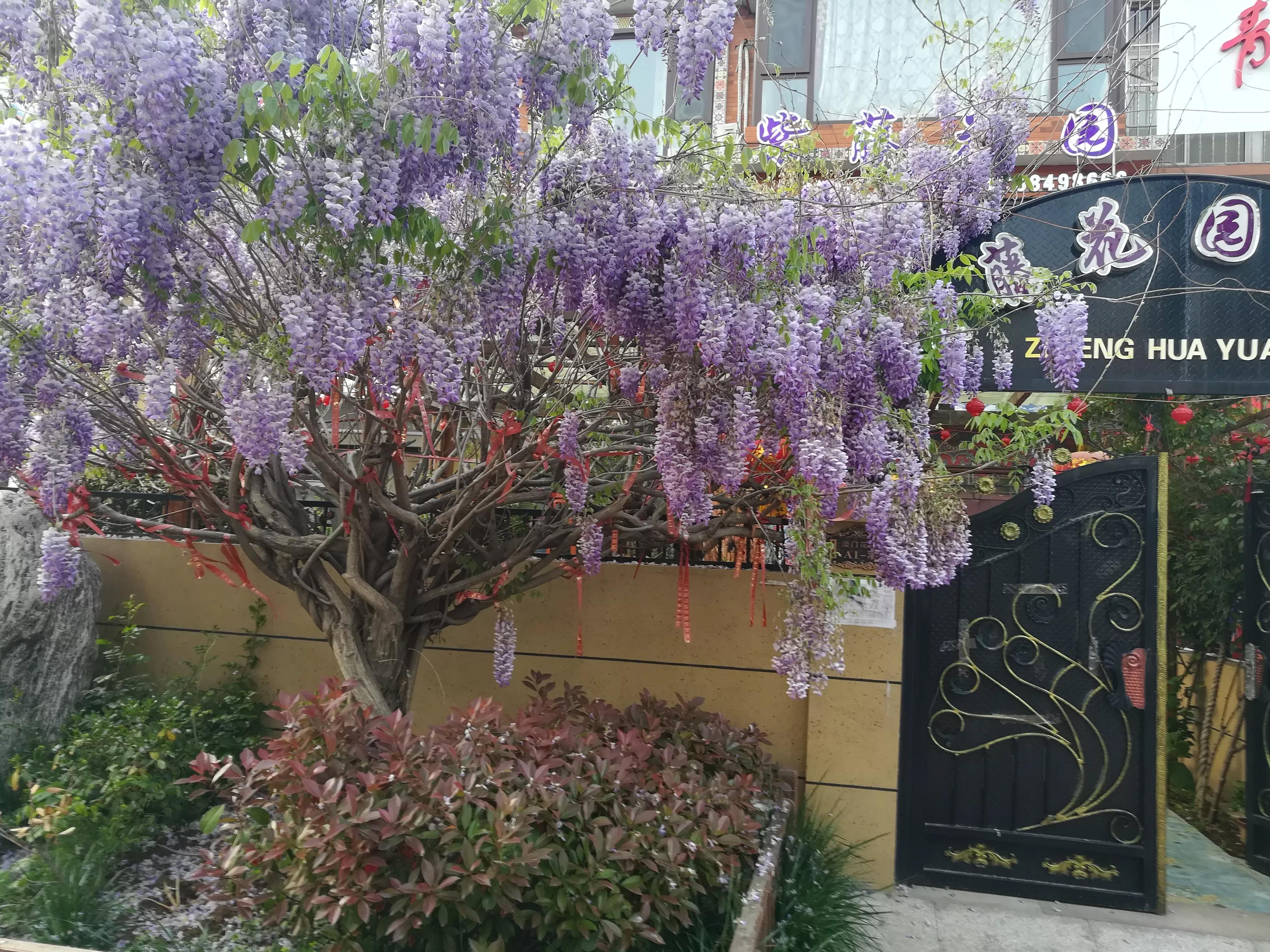 紫藤花感悟,随笔30篇700字