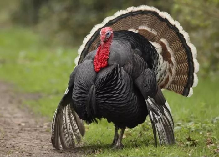 美国火鸡有多重,美国火鸡又大又肥