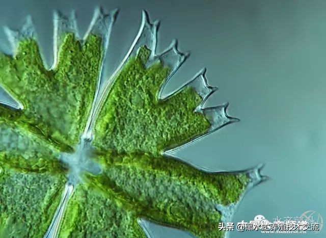 水产藻类大全图片,水产藻类知识大全
