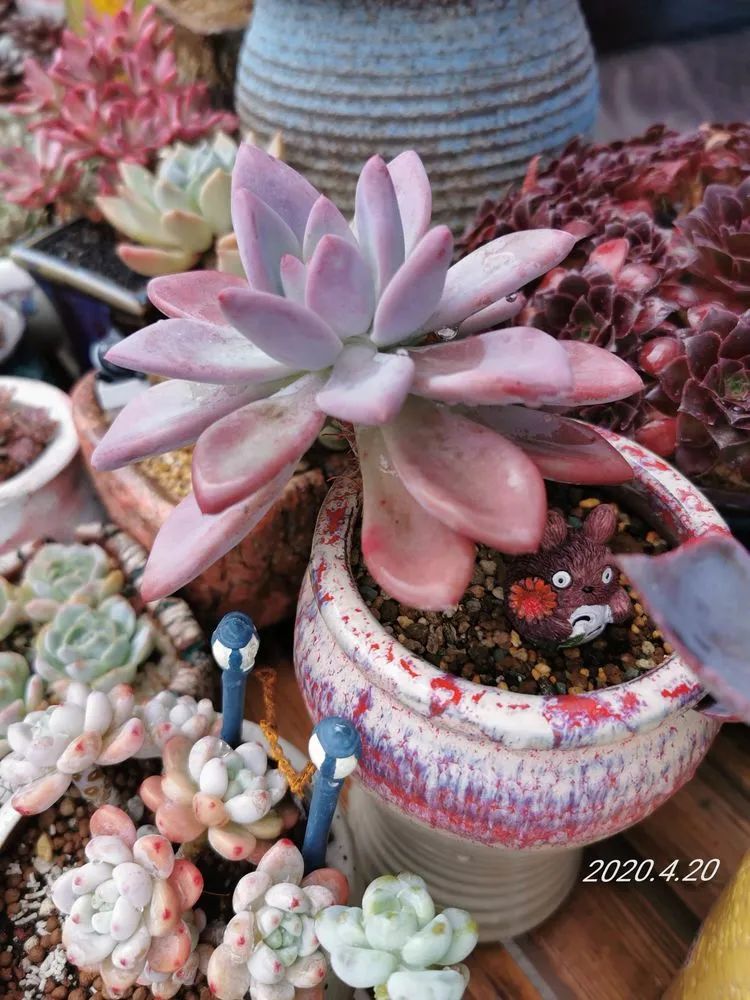 人生就像养多肉一样,人生如同养多肉时间不会怠慢