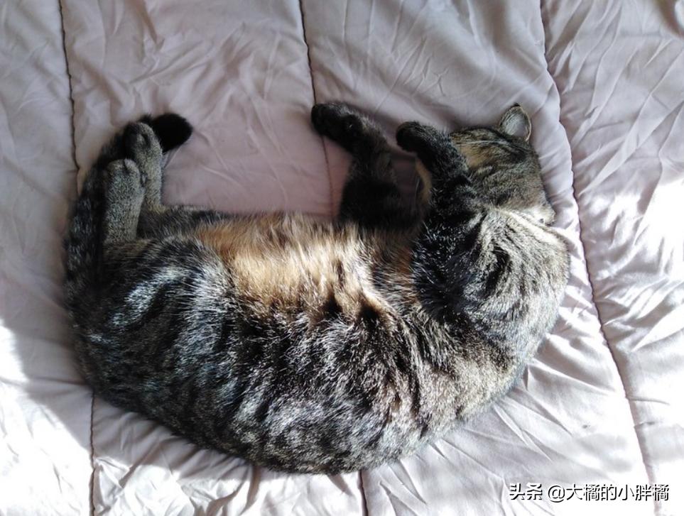 猫咪尿到棉被上怎么处理,棉被被猫咪尿了怎么清洗