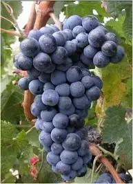 法国波尔多法定葡萄品种,波尔多式葡萄品种大全