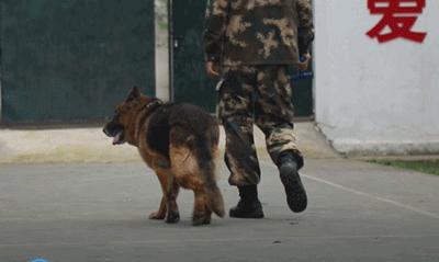 军犬退役后养老,军犬退役后有退伍费吗