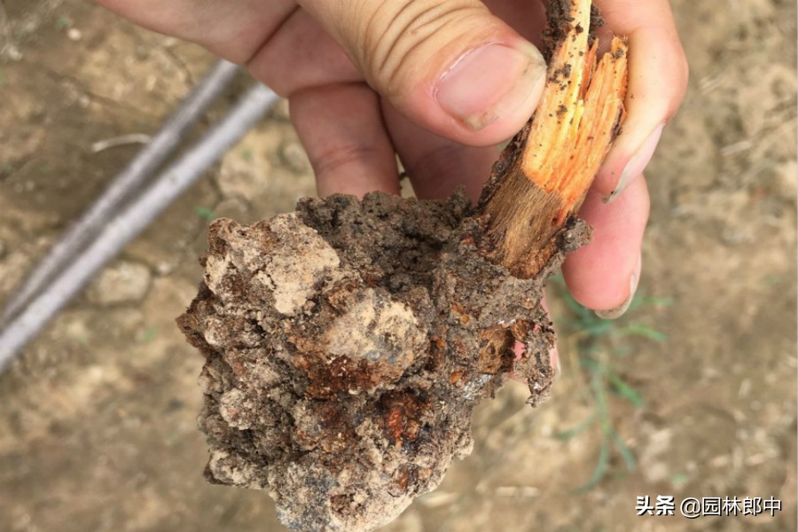 樱花树发芽又枯萎,樱花树突然死亡什么原因呢