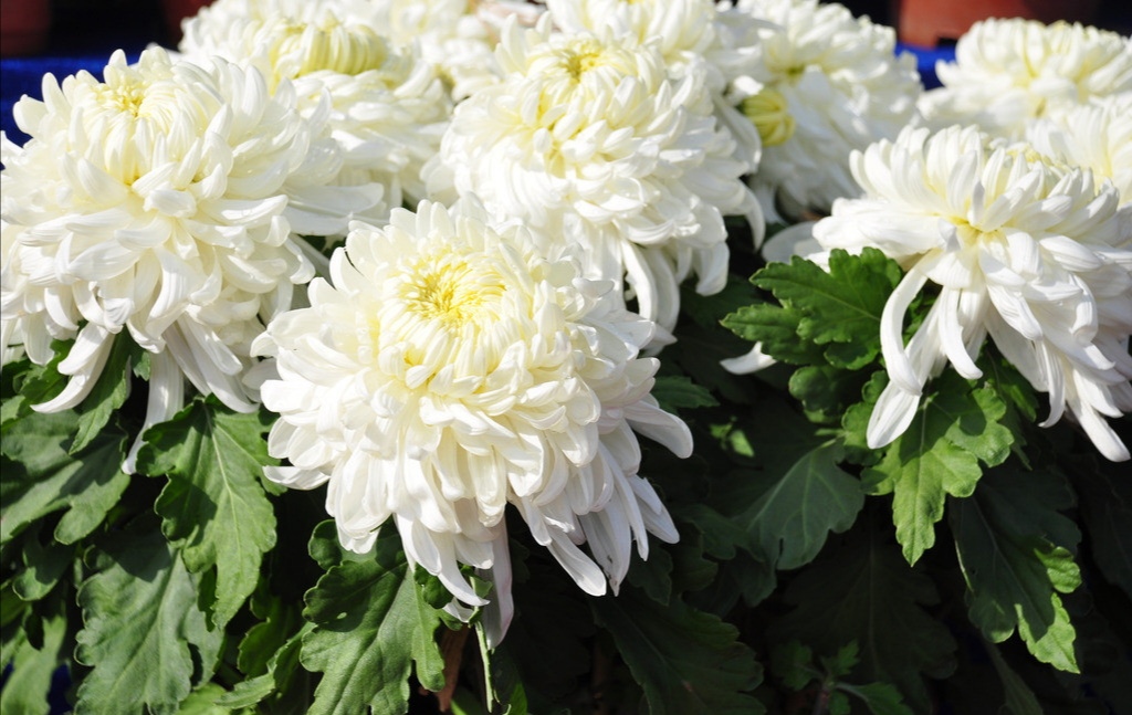 中药野菊花功用,每日中药