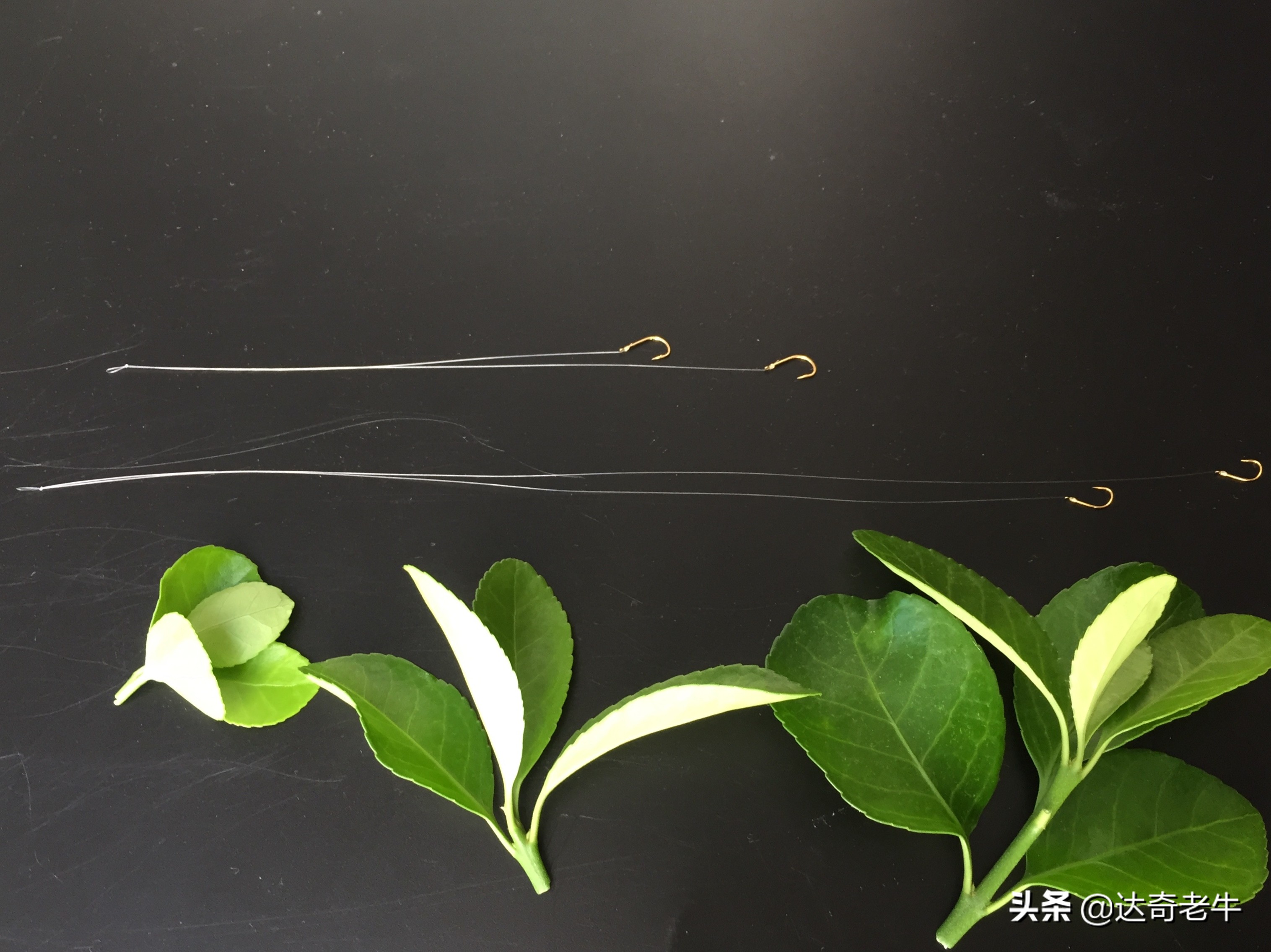 新手钓鱼怎么选择鱼线长度,钓鱼怎么调目最准确