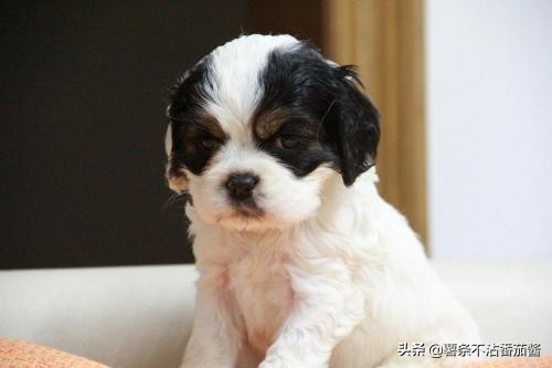 高颜值肌肉奶狗,什么样的小奶狗最可爱