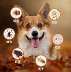 狗狗体外驱虫主要驱什么虫,狗狗体内驱虫后还是有虫怎么办