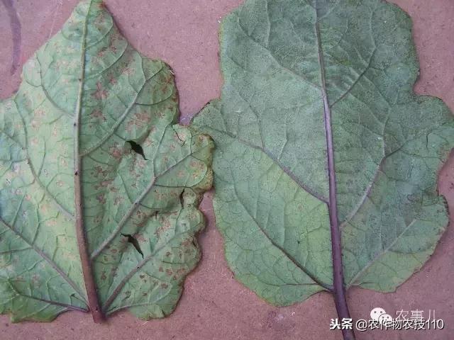 种茄子的六个步骤简短文字,种茄子的基本知识