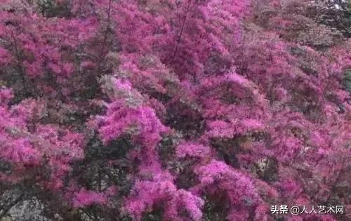 全国56市市花太美了的视频,中国56市市花图片