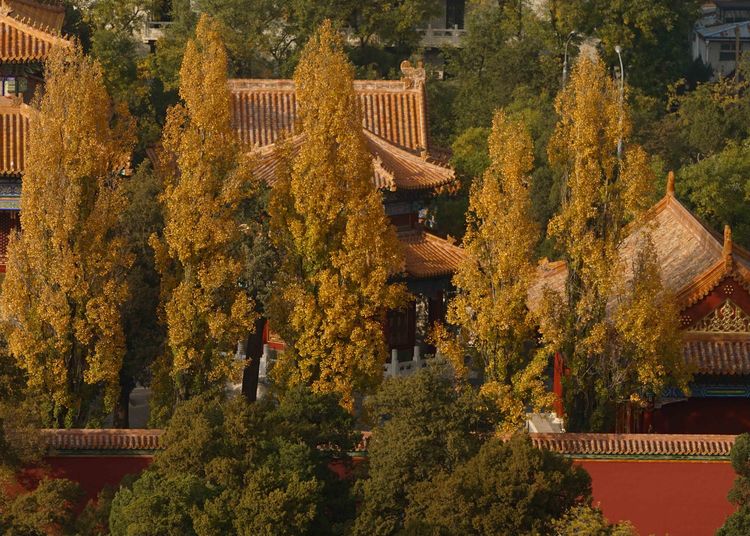 金色的北京犬,金色的北京现代汽车