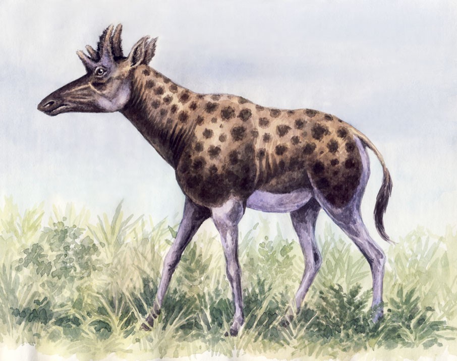 捕鸟树“杀鸟为乐”，忘记传播种子，被进化带偏的物种有多可怕？