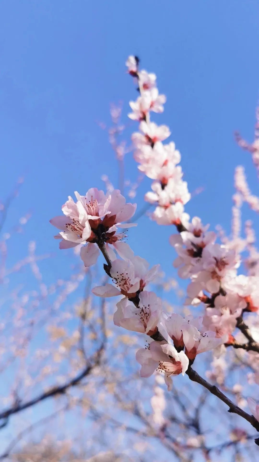 济南3月免费赏花攻略,花都开了济南周边赏花攻略收好