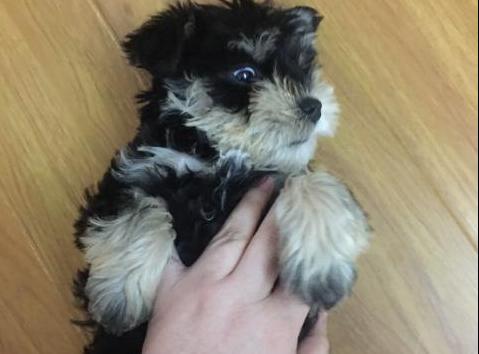 石家庄雪纳瑞挑食不吃狗粮,雪纳瑞串串小狗是不是不挑食