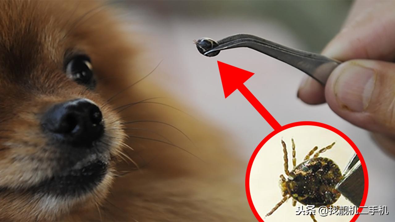蜱虫紧咬在狗狗身上,到底怎样才能取出来?