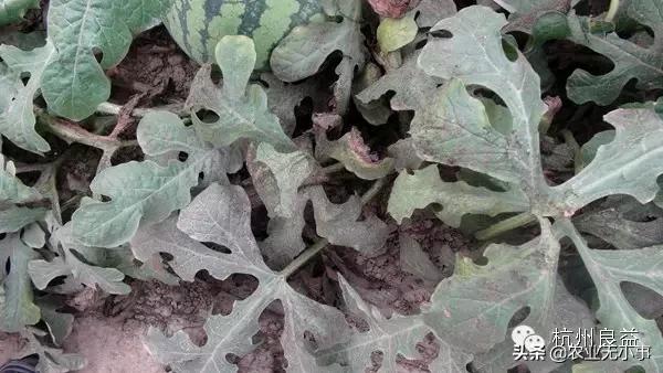 新版西瓜病虫害解决方案,2020西瓜病害视频