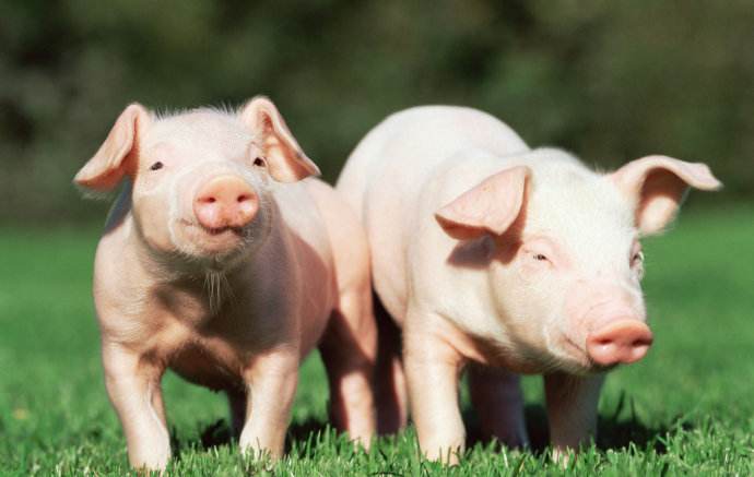 高热病的原因及治疗方法,高热可能是什么疾病导致