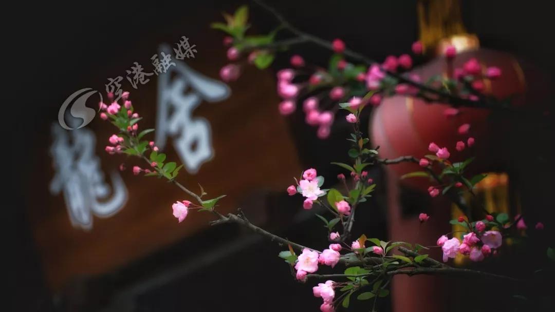 空港花田今天收门票吗,空港花田19.9门票