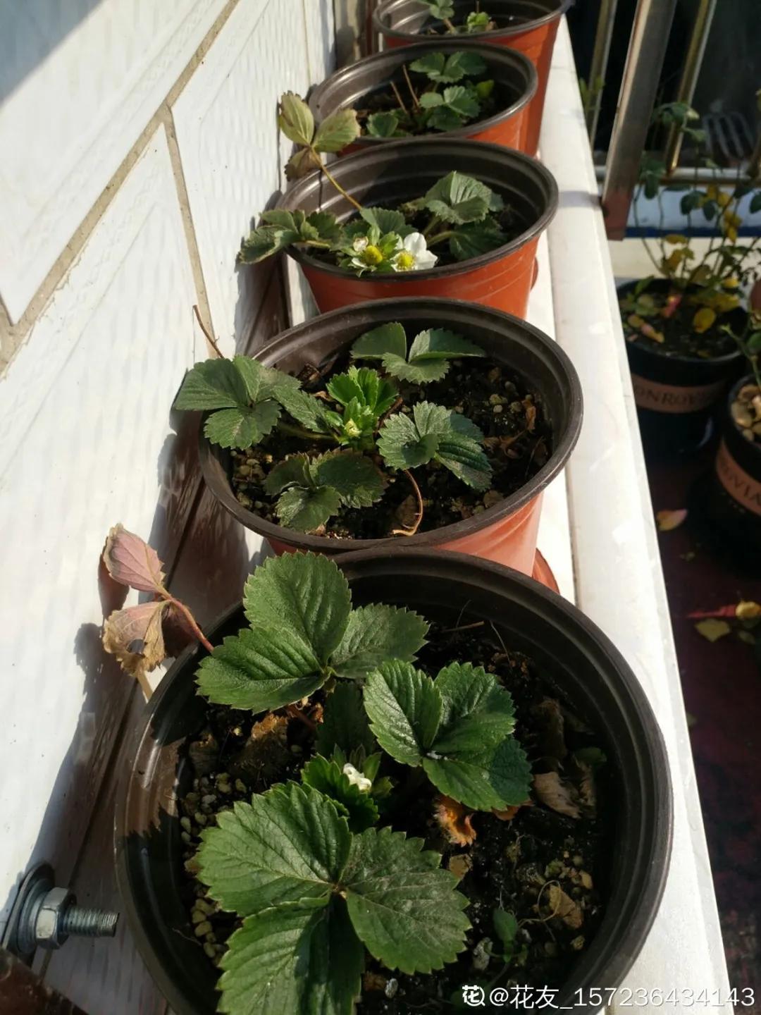 一根枝插土里就能成活的果树,大树枝直接插土里能活吗