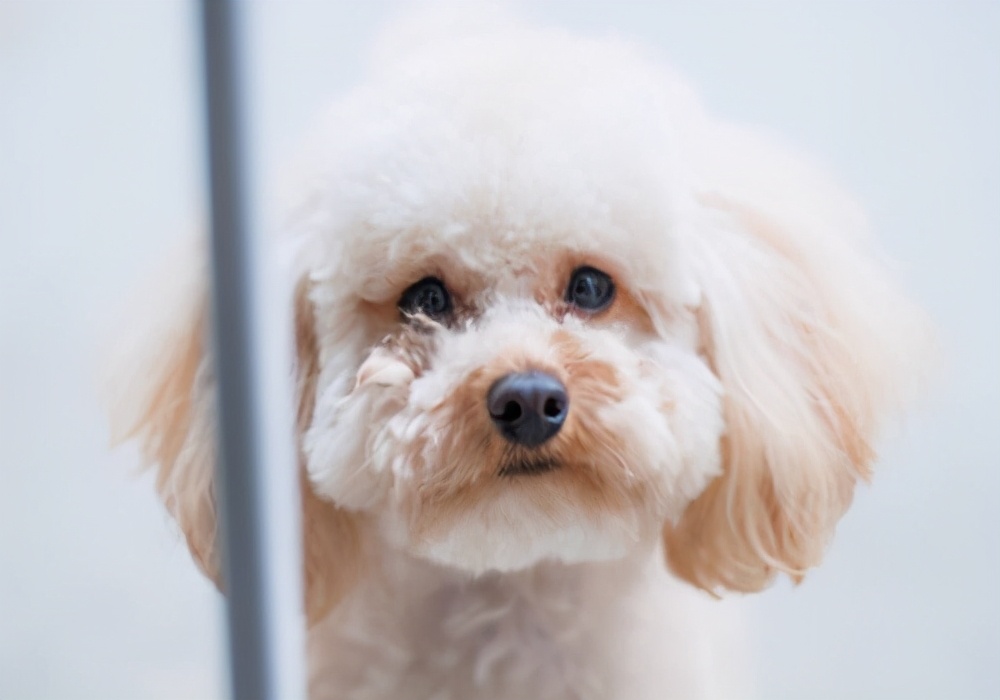 泰迪狗狗有口臭怎么治好,泰迪狗口臭怎么治疗