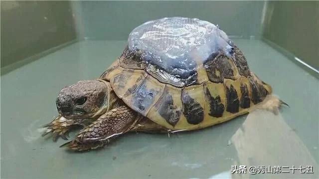 乌龟壳烂了一块,龟壳烂了一块