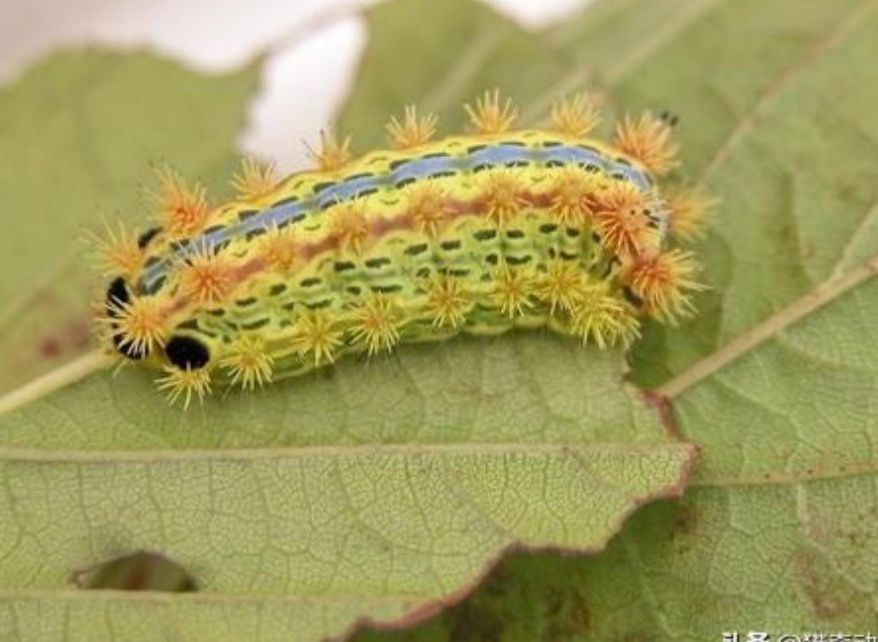 农村有种昆虫蛰人很疼,过去人见人怕,现在受喜欢了