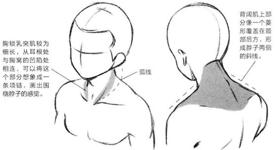 零基础漫画侧脸教程,初学漫画头入门零基础