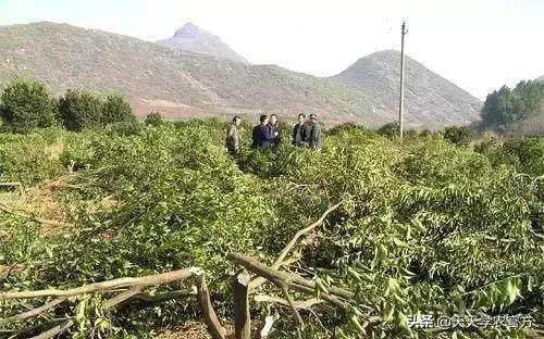 黄龙病使柑橘退化,柑橘黄龙病产业调整指导意见