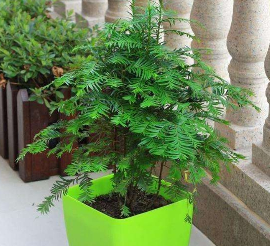 家里的红豆杉怎么栽培,家里院子种红豆杉的方法