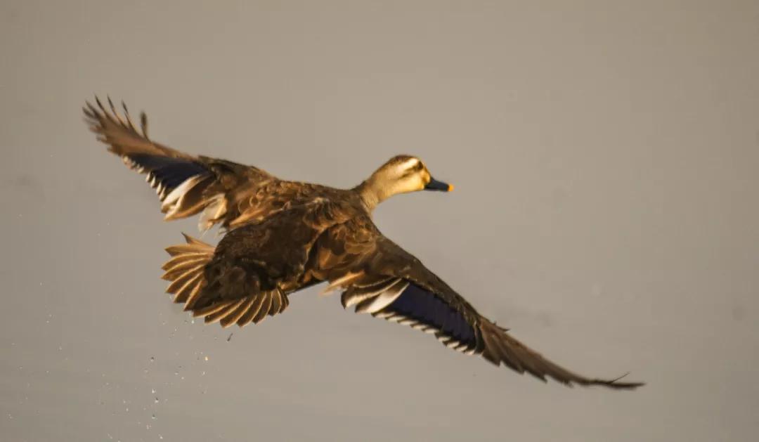 涂上黄色的“润唇膏”，TA就是野鸭中最靓的仔