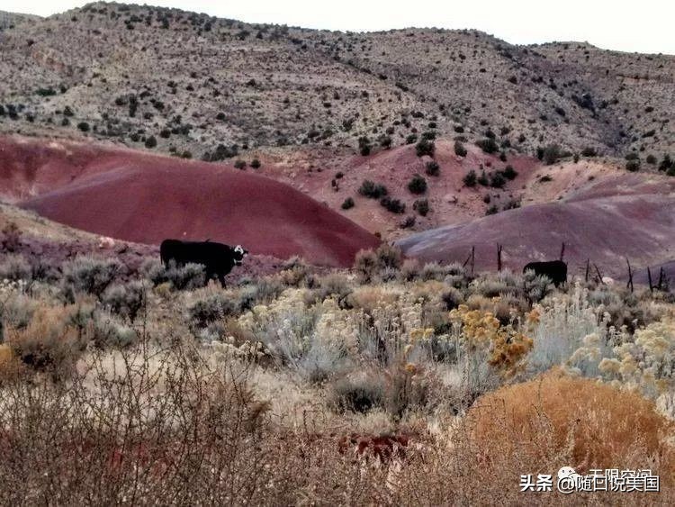荒野乱斗流彩伊芙强度,荒野行动榴弹怎么用