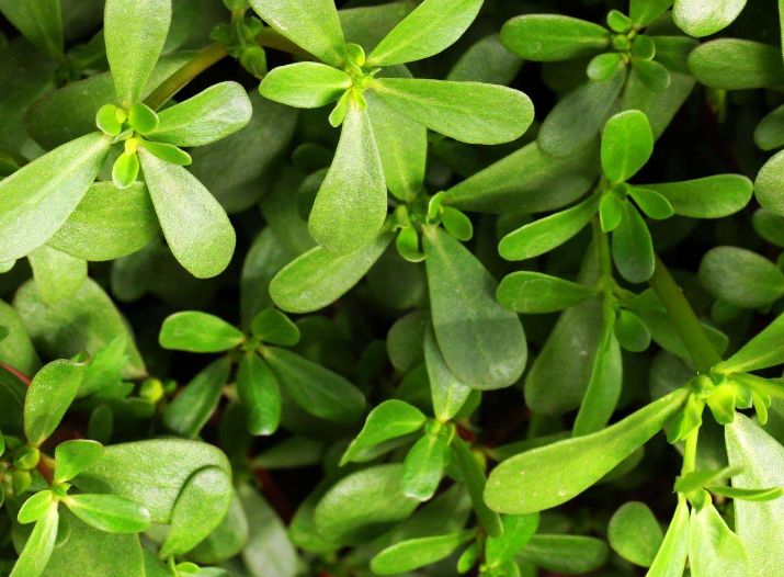 长期吃马齿苋有什么好处,吃得马齿苋到老无病患